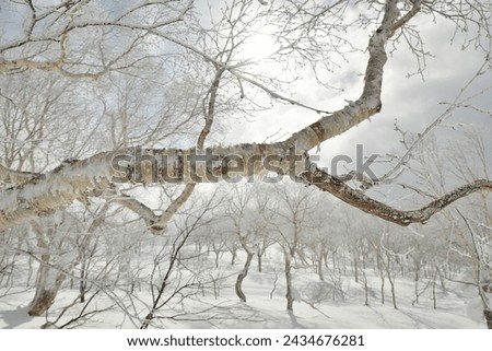 Snow winter Forest Birch trees sun clouds hokkaido japan. High quality photo