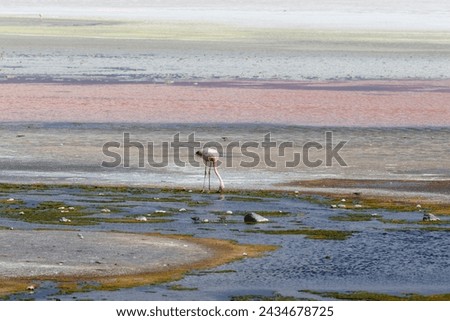 Laguna Colorada flamingos, Bolivia. Puna flamingo. Andean wildlife. Red lagoon Royalty-Free Stock Photo #2434678725