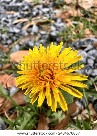 A photograph of a bright yellow dandelion, close up with visible details
