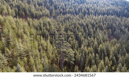 Aerial view of a 530 years old and 49 metres tall old cedar tree in a cedar forest.