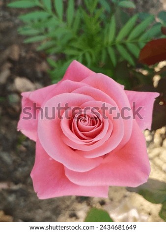 perfect baby Pink Rose flower picture from garden