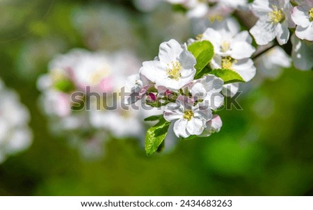 appletree blossom branch in the garden in spring
 Royalty-Free Stock Photo #2434683263