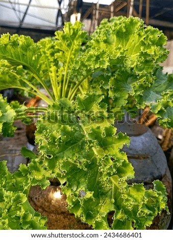 photo of kale or borecole plants. vegetable plants that belong to the Brassica oleracea plant species in the Acephala group Royalty-Free Stock Photo #2434686401