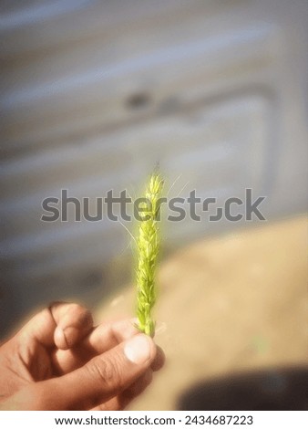 Wheat Plant In MY Hand Very Beautiful Pic Just Looking Like a Wow 