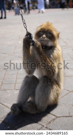 Very cute monkey ready to take a picture 