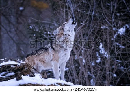 Wolf, Fox, Wildlife and Animals Photo.