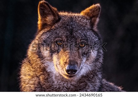 Wolf, Fox, Wildlife and Animals Photo.