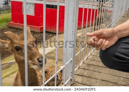 Mini zoo leisure activity feeding deer Cervidae on the garden park. The photo is suitable to use for nature animal background, zoo poster and advertising. Royalty-Free Stock Photo #2434691091