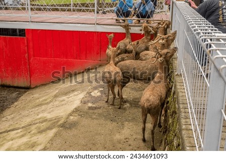 Mini zoo leisure activity feeding deer Cervidae on the garden park. The photo is suitable to use for nature animal background, zoo poster and advertising. Royalty-Free Stock Photo #2434691093