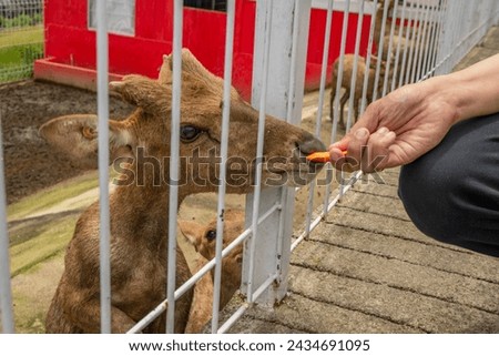 Mini zoo leisure activity feeding deer Cervidae on the garden park. The photo is suitable to use for nature animal background, zoo poster and advertising. Royalty-Free Stock Photo #2434691095