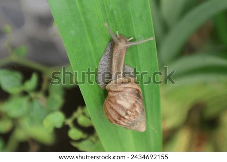 Snails that respire using a lung belong to the group Pulmonata Royalty-Free Stock Photo #2434692155
