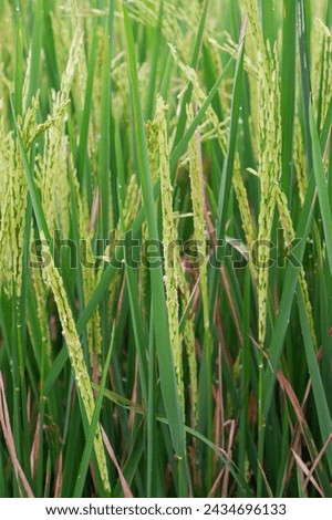 flower rice plants, have started out the rice flower comes out, just contains the fruit, looks still green, towering upwards, not yet bent, because it is not yet full, the fruit is in the pollination 