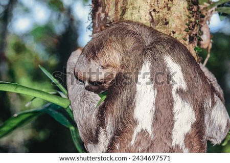 sloth on a tree in the amazon rainforest