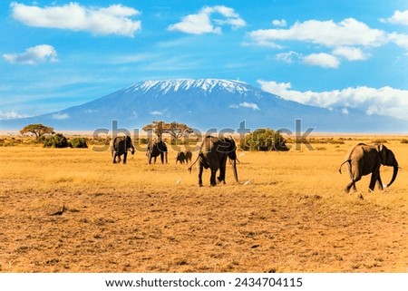The famous African park Amboseli. The highest mountain in Africa, Kilimanjaro, with a cap of eternal snows on top. Herd of African elephants with huge ears and small tails Royalty-Free Stock Photo #2434704115