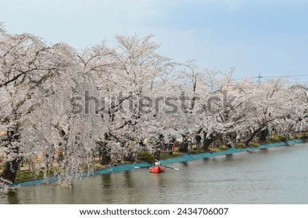 Japan Sakura beautiful time and happy people