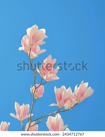 view of magnolia flowers in Tokyo Japan on a sunny morning