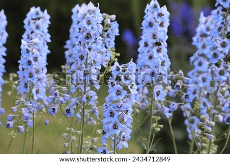 Delphinium elatum in the garden. Double blue flower. Royalty-Free Stock Photo #2434712849