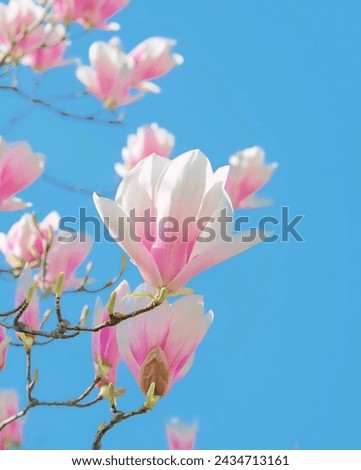 view of magnolia flowers in Tokyo Japan on a sunny morning