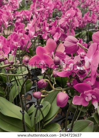 Bogor, West Java, March 7, orchid flower cultivation which is very popular in Indonesia, West Java - Indonesian Royalty-Free Stock Photo #2434723637