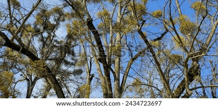 mistletoe on the branches of some trees among which you can see a blue sky