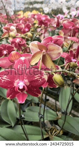 Bogor, West Java, March 7, orchid flower cultivation which is very popular in Indonesia, West Java - Indonesian Royalty-Free Stock Photo #2434725015