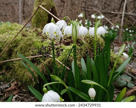 A bush of snowdrops is photographed close-up against the background of a tree overgrown with moist forest moss. Macro photography of flowers in natural conditions Royalty-Free Stock Photo #2434729931