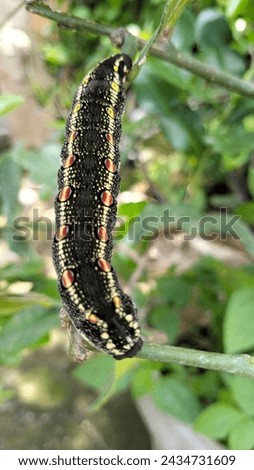 Close up of a black, yellow and red spotted caterpillars or ulat bulu (Theretra oldenlandiae) creeping on a kaffir lime tree.