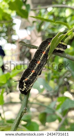 Close up of a black, yellow and red spotted caterpillars or ulat bulu (Theretra oldenlandiae) creeping on a kaffir lime tree.
