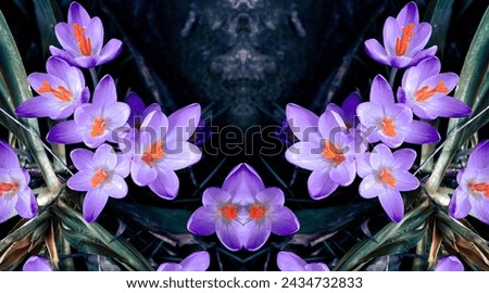 A crocus Violet in spring 