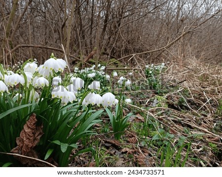 In the foreground are the first spring flowers in the forest. Snowdrops in natural conditions. Forest beautiful flowers in spring. White flowers on the background of trees. Royalty-Free Stock Photo #2434733571