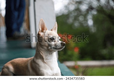 Chihuahua relaxing in front porch