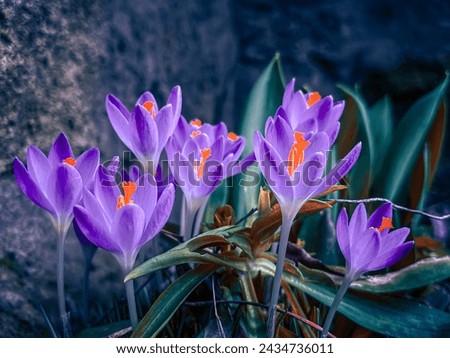 A Violet crocus flowers spring 
