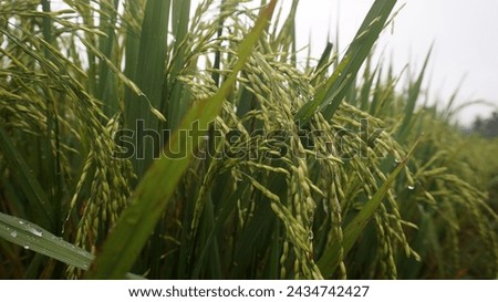 close-up view of rice fields bearing fruit                        