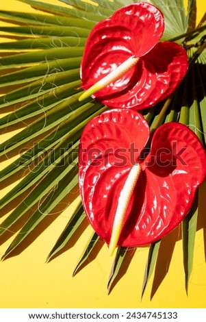 tropical leaves greenery with green leaves and red anthurium flowers over bright yellow background