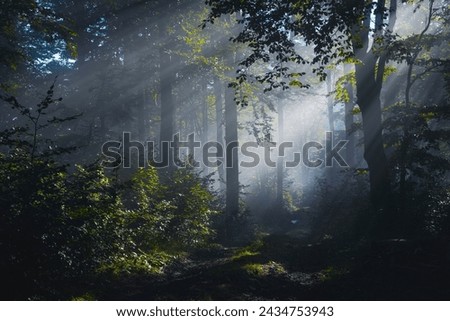 mysterious forest in fog with sunbeams
 Royalty-Free Stock Photo #2434753943