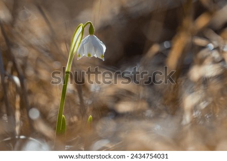 Close-up of spring snowflake in backlight