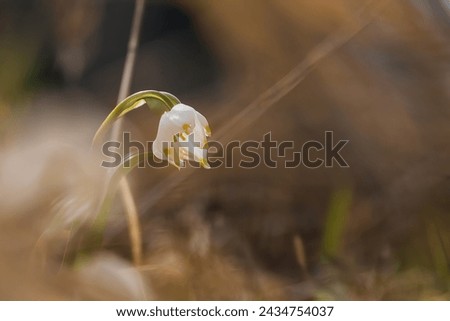 Close-up of spring snowflake in backlight