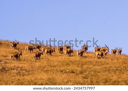 An eland herd, Taurotragus oryx, against the pale blue-sky walking over a mountain ride in the Drakensberg mountains of South Africa Royalty-Free Stock Photo #2434757997