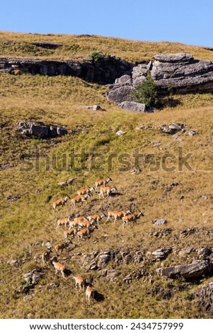 A herd of Eland, Taurotragus oryx, scaling the steep grassy slopes of the Drakensberg mountains of South Africa Royalty-Free Stock Photo #2434757999