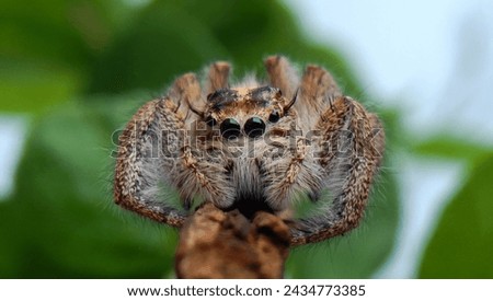 Photo of a spider on a tree trunk and staring intently at the camera