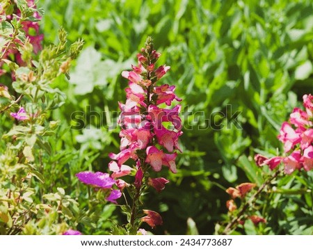 (Digitalis valinii) Floxgloves 'Illumination raspberry". Upright stems with pointed green leaves and trumpet-shaped flowers in shades of raspberry-pink and orange throats punctuated with brown spots Royalty-Free Stock Photo #2434773687