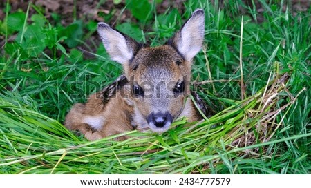 A cute, wild fawn sits in the meadow and looks curiously at the world. It is innocent and naive and is not yet afraid of humans. It is part of the fawn rescue by farmers and hunters. Royalty-Free Stock Photo #2434777579
