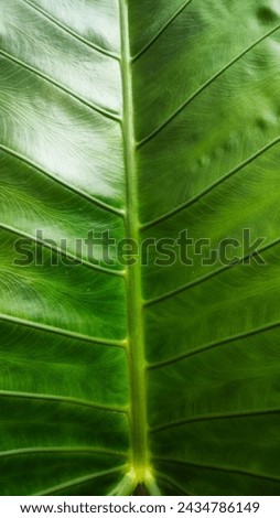 A beautiful fresh green leaf . background texture green leaf structure macro photography
