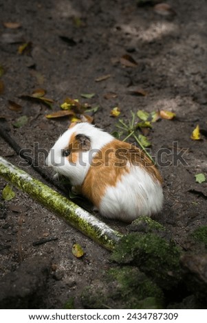 Hamster scurries through forest floor Royalty-Free Stock Photo #2434787309