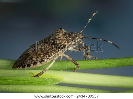 Brown marmorated stink bug macro image