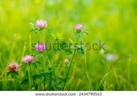Blooming clover, pink clover flowers in a field among green grass Royalty-Free Stock Photo #2434790563