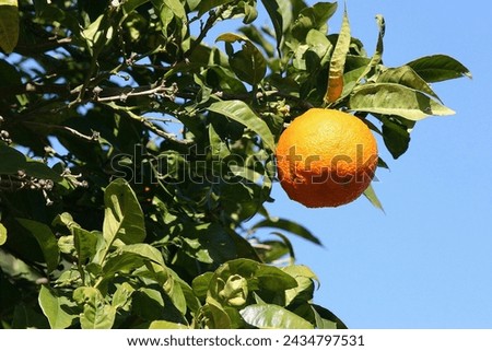 Orange on the tree picture