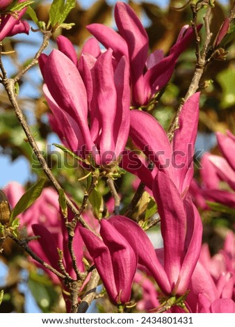 magnolia tree blossom pink spring