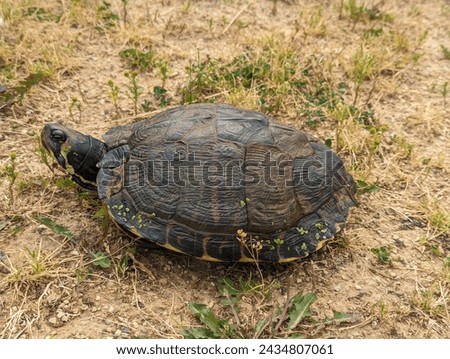 turtle wandering near a pond covered in algae