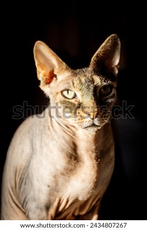 This striking image features a Don Sphynx cat, recognizable by its hairless, wrinkled skin and pronounced ears. The cat's piercing gaze is highlighted by the chiaroscuro effect of the lighting, with Royalty-Free Stock Photo #2434807267